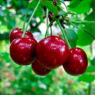 Саджанець вишня Ранній десерт в контейнері